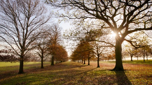 The silhouettes of trees along South Avenue at Wentworth Castle Gardens